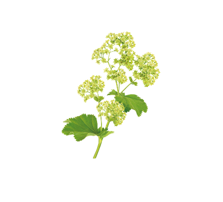 Alchemilla Alchemilla
